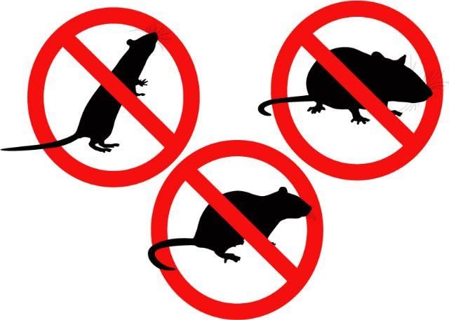 Deratizare și dezinsecție, la Deva