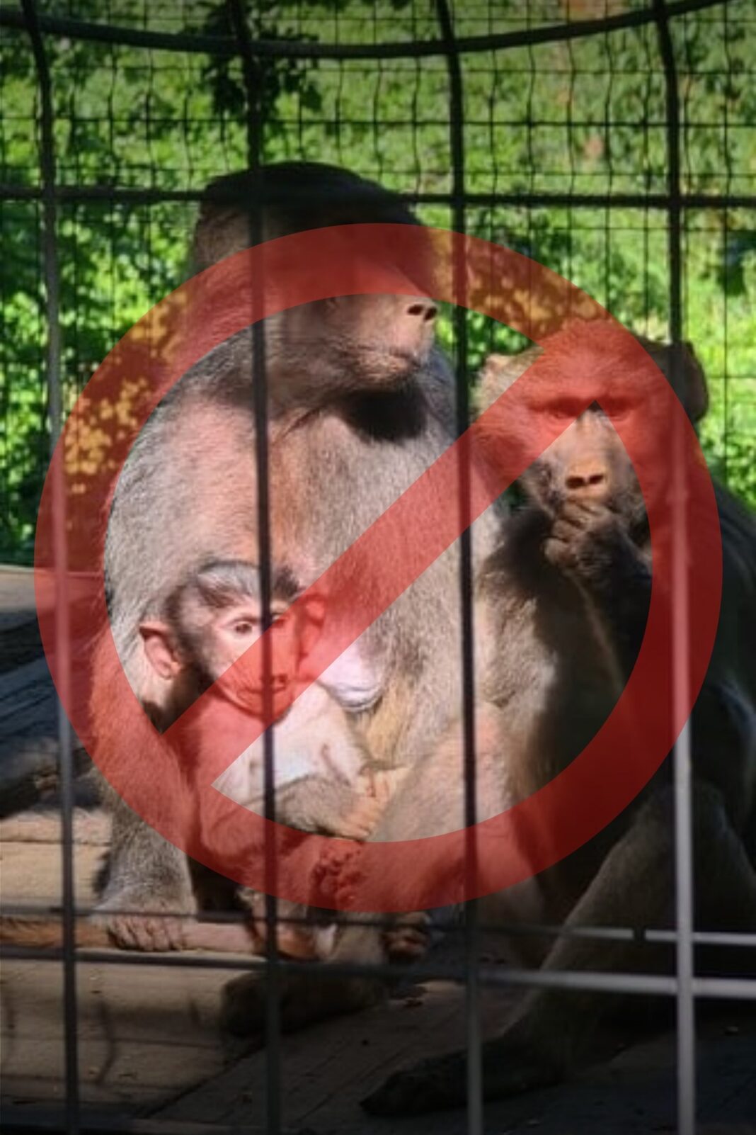 „Locul animalelor nu este în cuşti!”. Se închide Grădina Zoologică din Hunedoara
