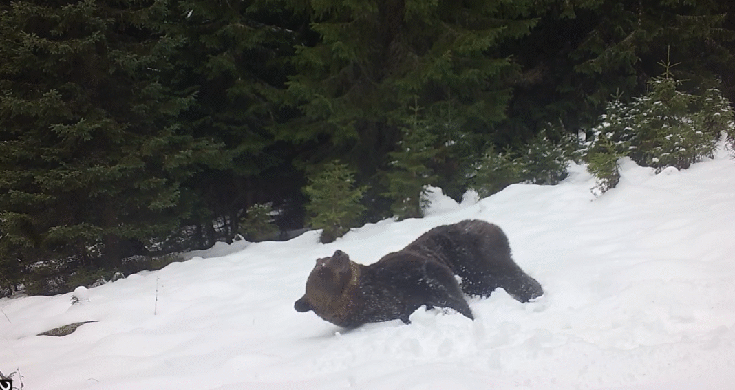 Fericirea are blană și se dă de-a dura prin zăpadă
