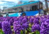 La 1 Mai, în Hunedoara program scurt pentru autobuze