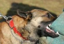 Deveancă mușcată de un câine, într-un bloc. Stăpânul câinelui a fost reținut de polițiști