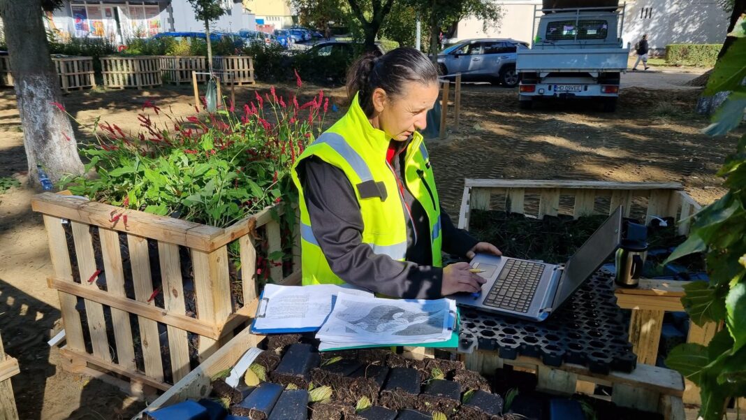 PESTE 25.000 DE FLORI ŞI PLANTE PERENE, ÎN PARCUL CENTRAL